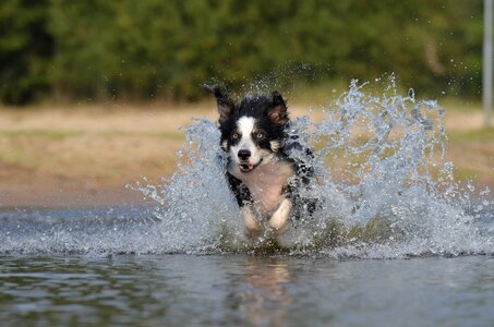 Water british sheepdog summer
