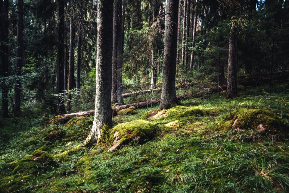 Aulanko, Hämeenlinna, Finland.