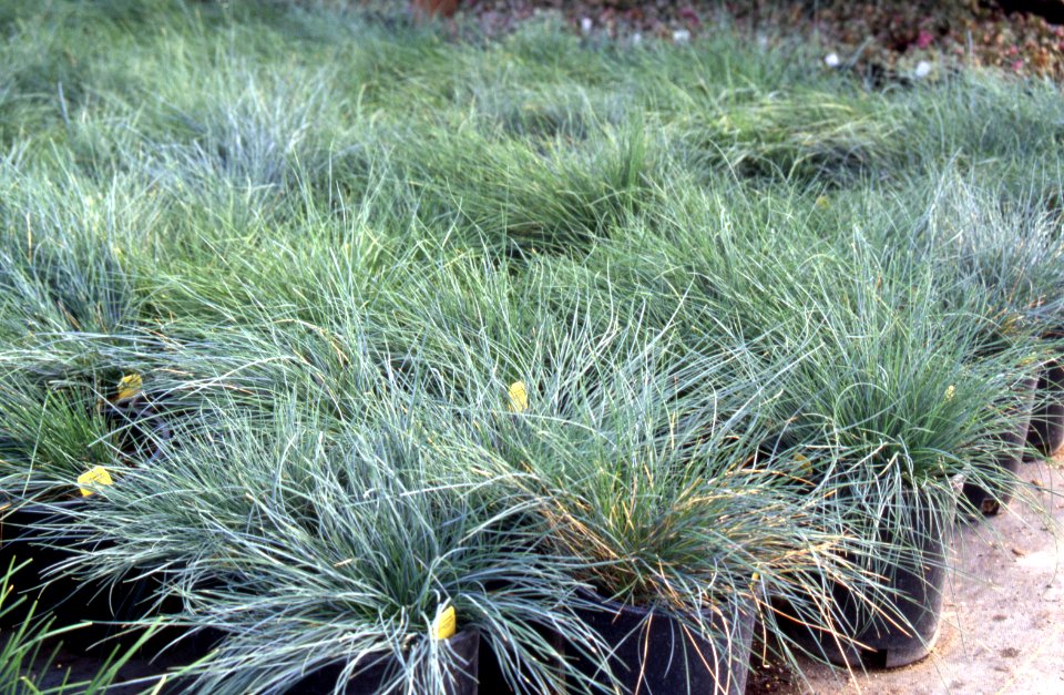 Plants16.tif