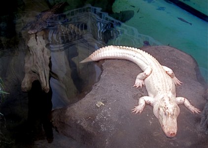 Black and White Gators