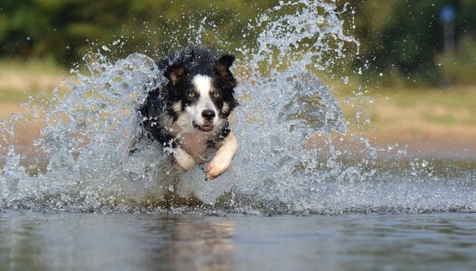 Water british sheepdog summer photo