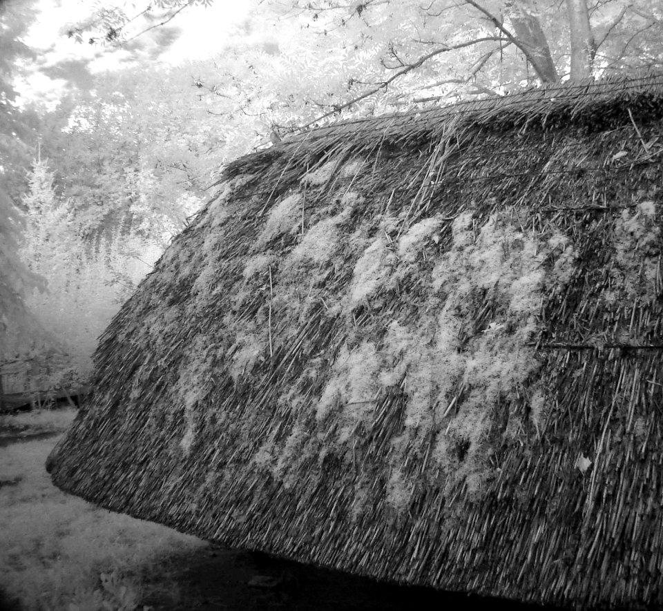 Roof with moss
