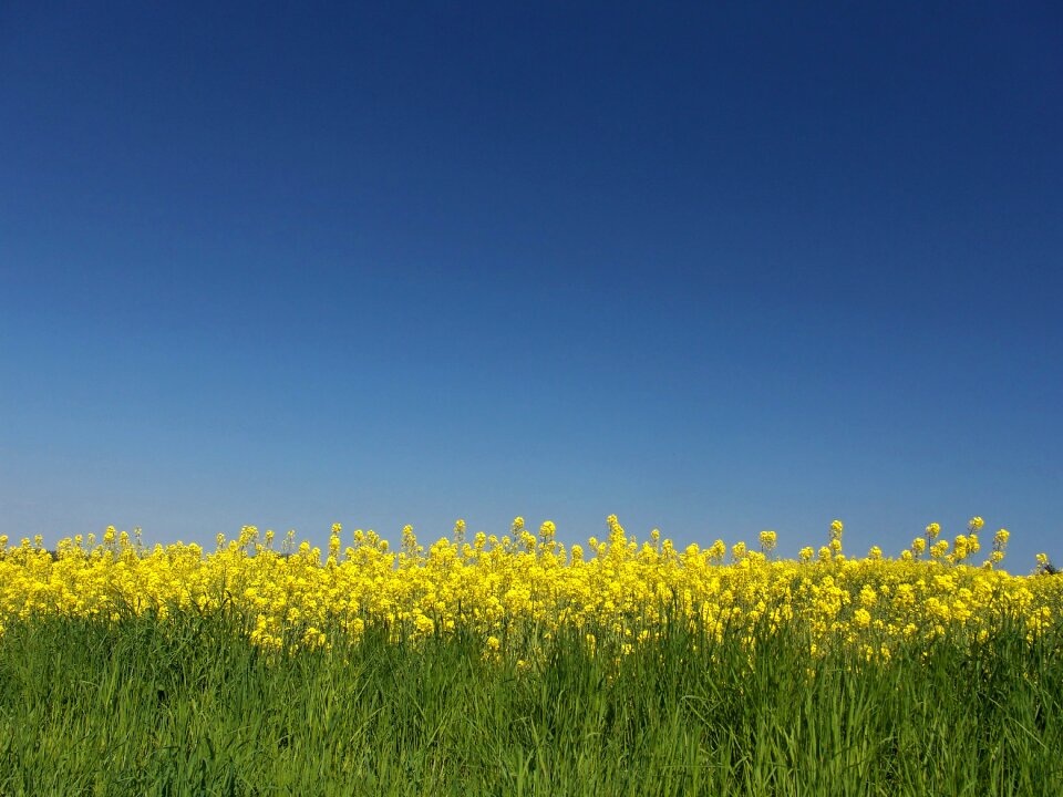Oil rapeseed oil field of rapeseeds