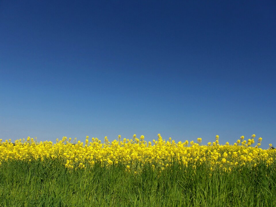 Oil rapeseed oil field of rapeseeds photo