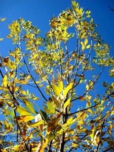 Ash Yellow