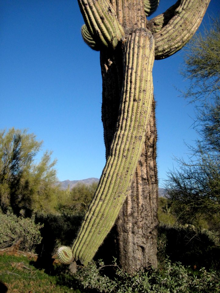 Droopy Arm