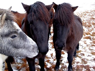 Let's Just Talk About Him in Horse Language...