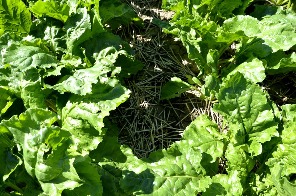 conservationtillage132