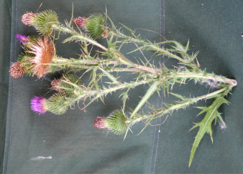 Plants OB 339