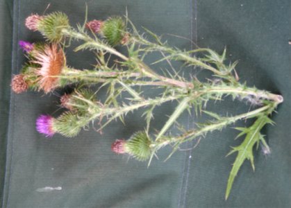 Plants OB 339