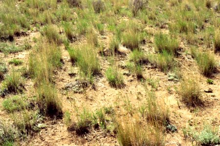 Rangeland61.tif
