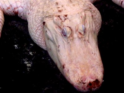 I'm Not a Normal Gator