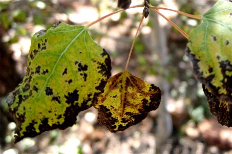 Aspen Change