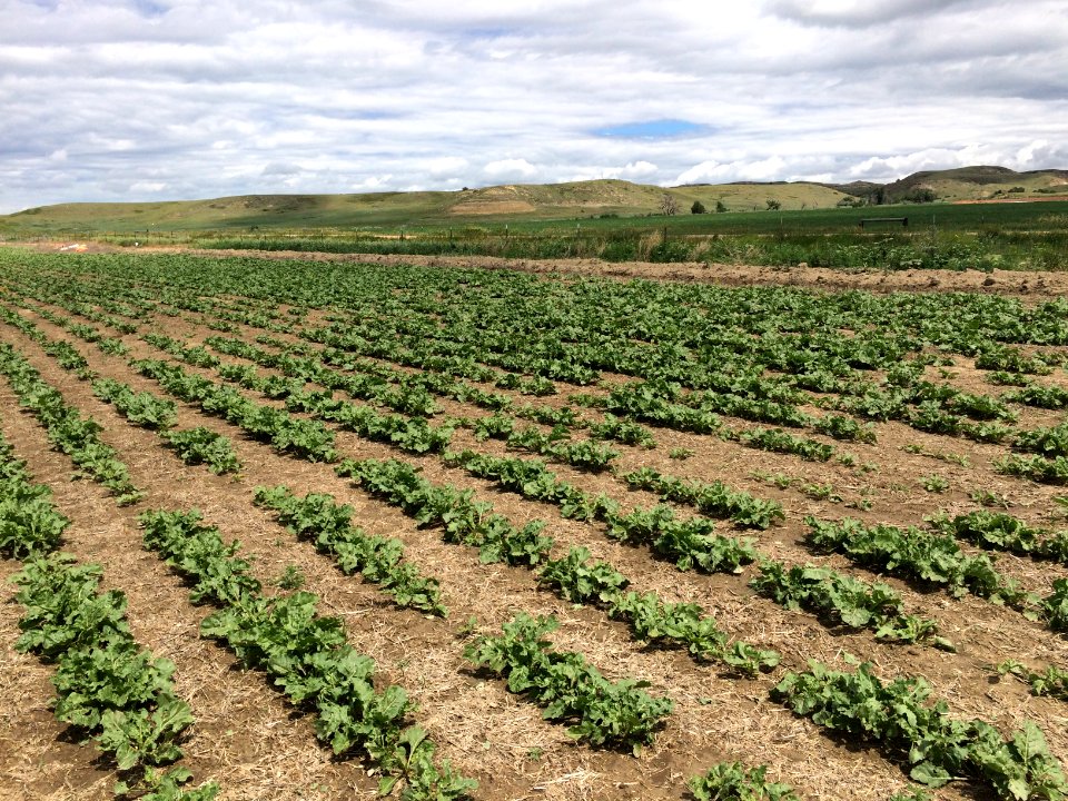 conservationtillage164