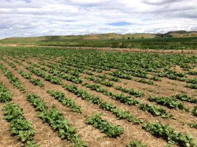 conservationtillage164