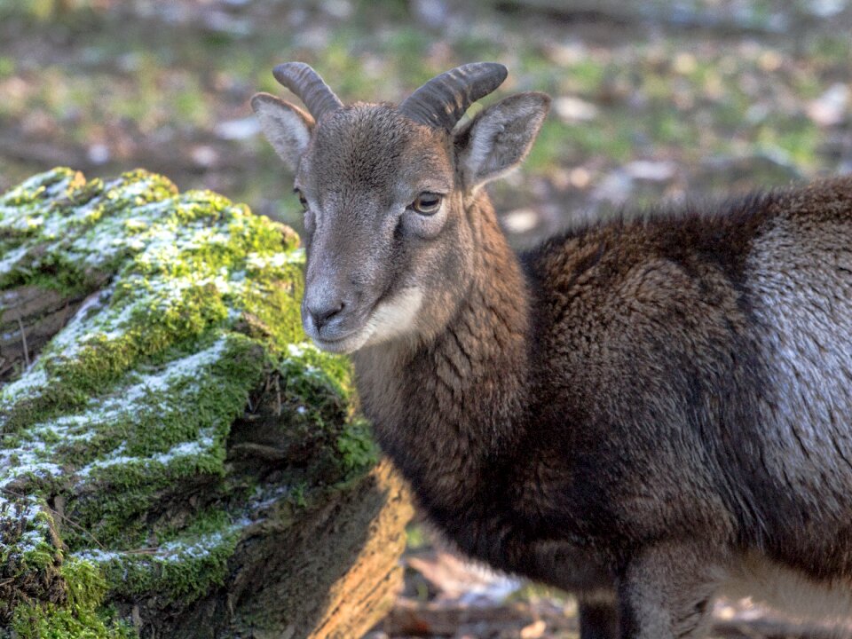 Capricorn wild animals