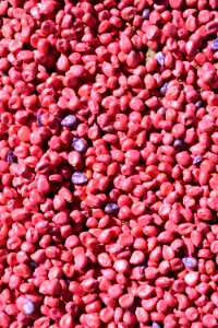crops129