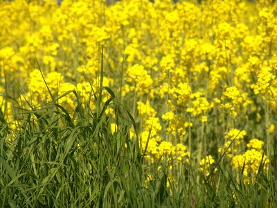 Oil rapeseed oil field of rapeseeds