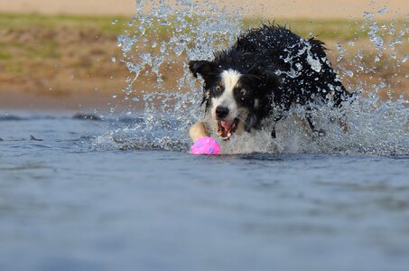 Water british sheepdog summer photo