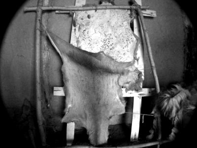 Furs and hides