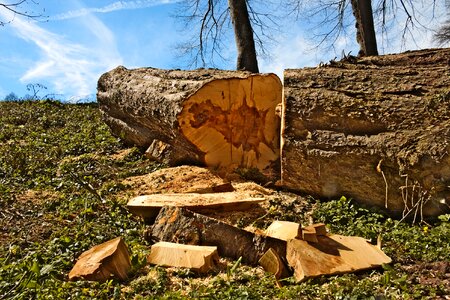 Cup trunk sawn