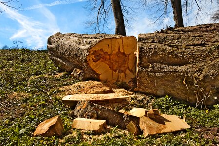 Cup trunk sawn photo