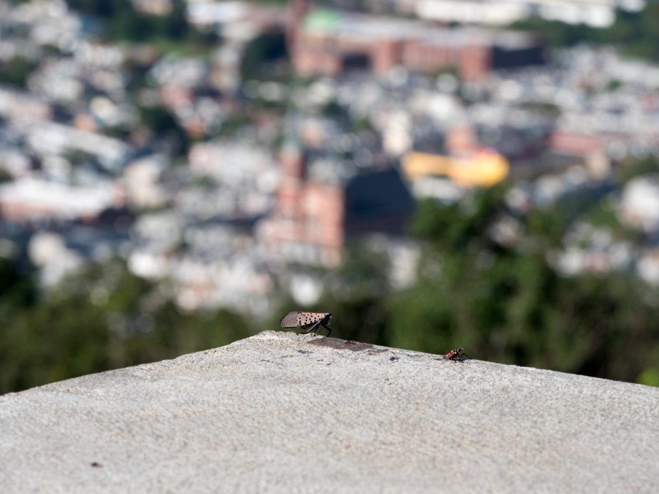 20180830-APHIS-LSC-0468