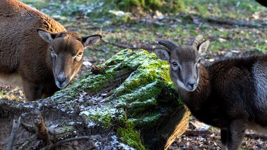 Wild animals female