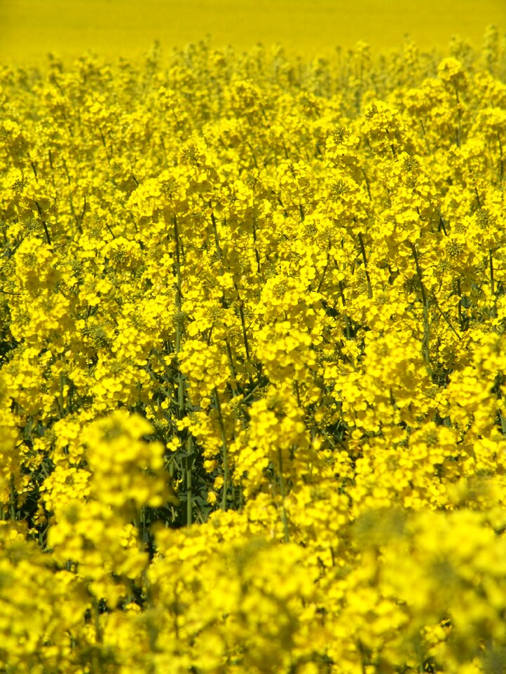 Oil rapeseed oil field of rapeseeds