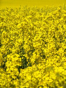 Oil rapeseed oil field of rapeseeds