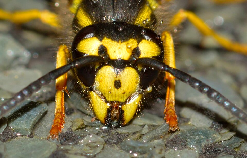 Api vespula germanica
