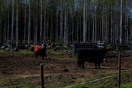 Tiirinkosken Tehdas, Hämeen Härkätie, Finland