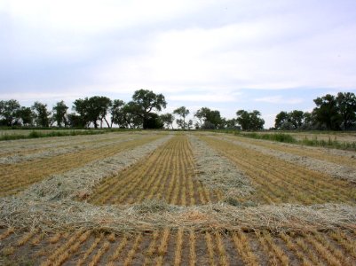 Irrigation69
