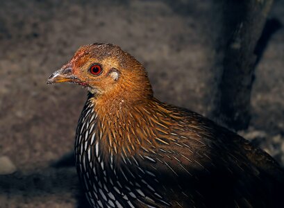 Bird pinnate nature