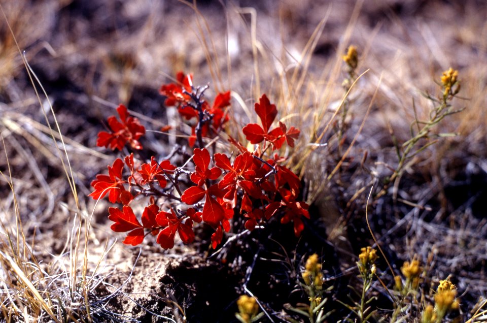 Plants29.tif