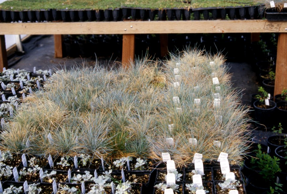 Plants15.tif