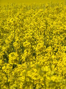 Oil rapeseed oil field of rapeseeds