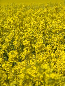 Oil rapeseed oil field of rapeseeds photo