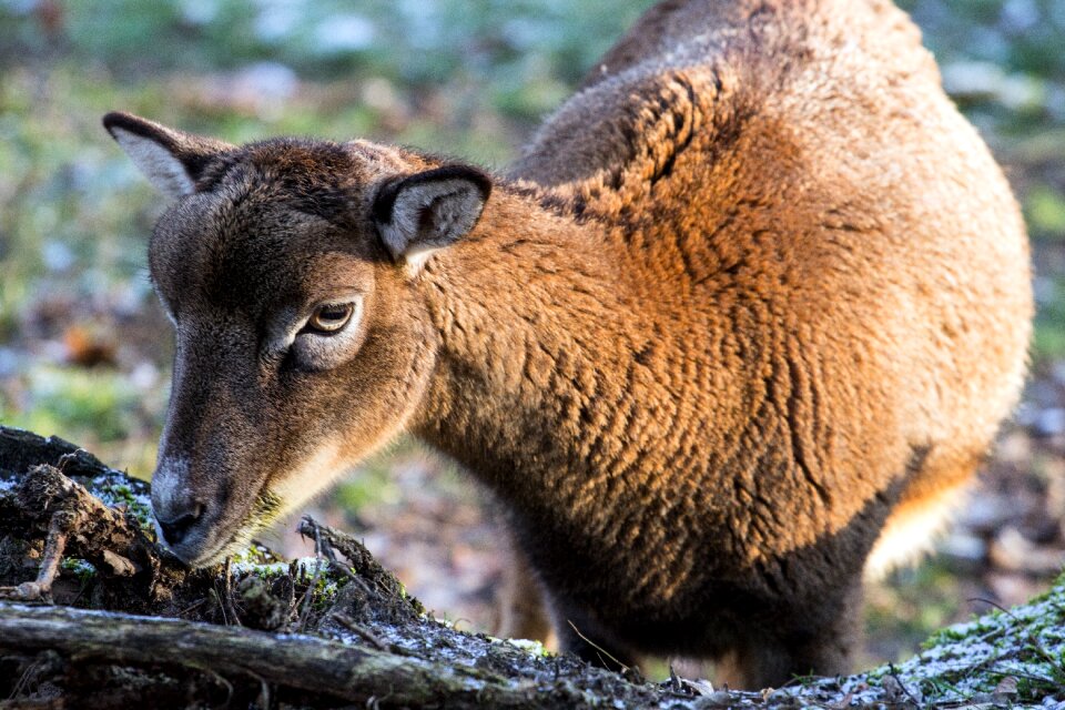 Wild animals female