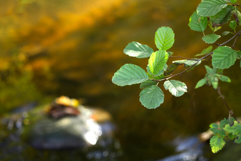 Romantic green bright