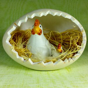 Chicken chicks egg