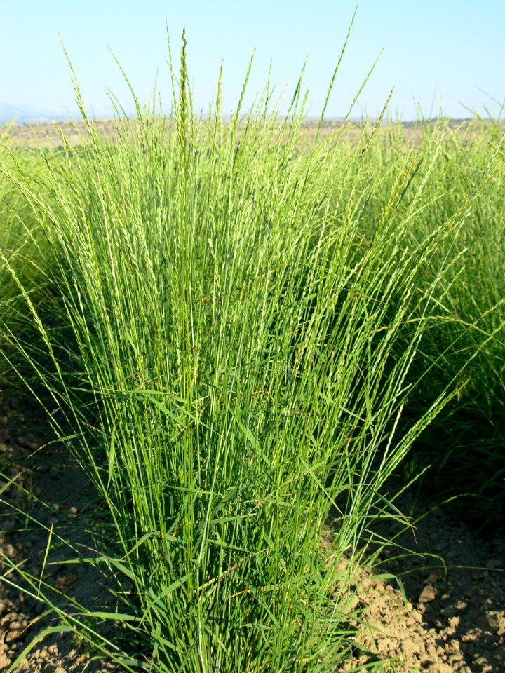 Plant Materials Center62