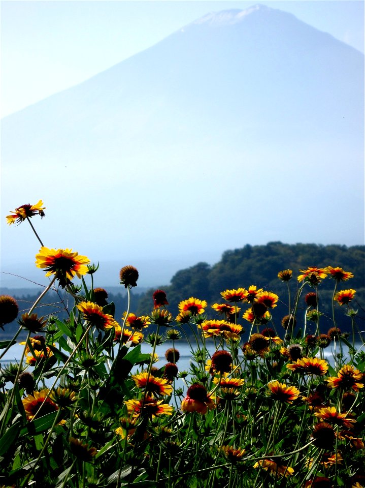 Cone Flowers and Volcano