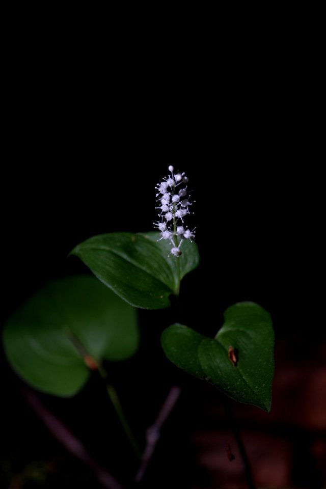 Torronsuon kansallispuisto, Hämeen Härkätie, Finland