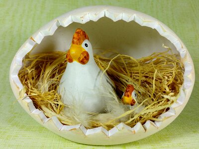 Chicken chicks egg photo