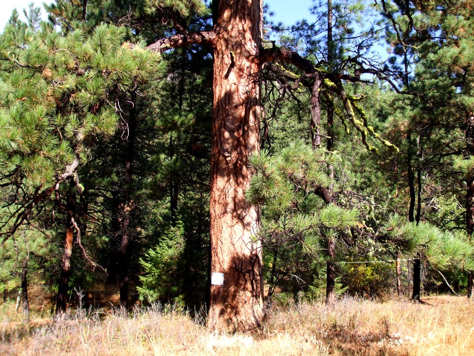 Trees71