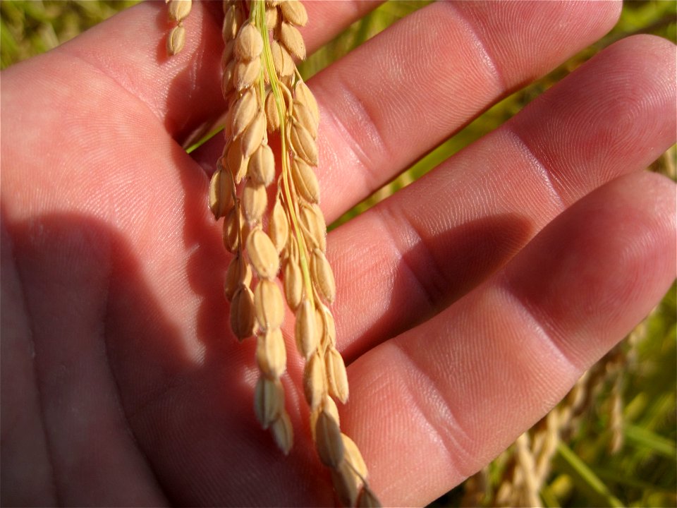 Rice Ready to Harvest
