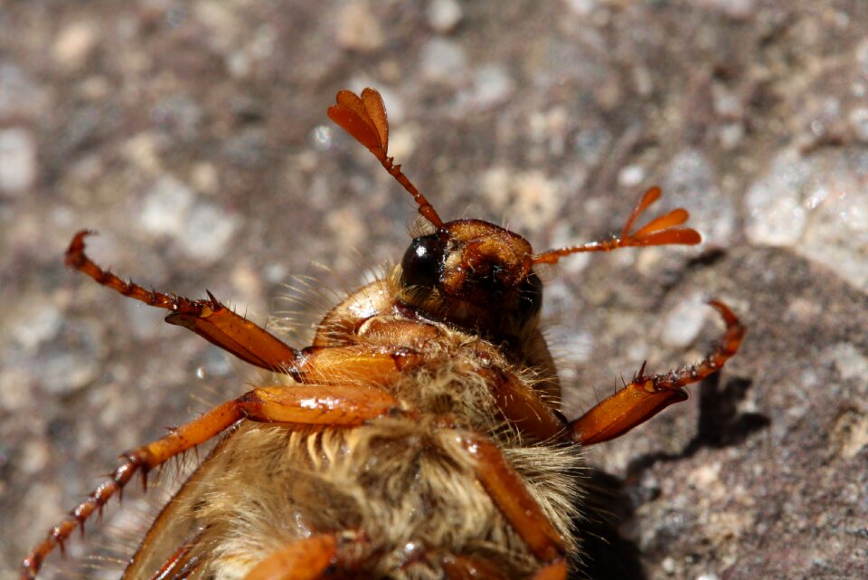 Close up nature animal