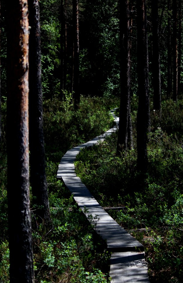 Torronsuon kansallispuisto, Hämeen Härkätie, Finland
