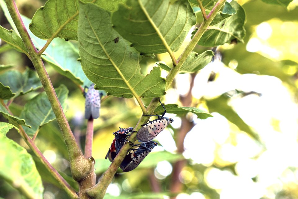 20180830-APHIS-LSC-0260